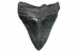 Fossil Megalodon Tooth - South Carolina #248500-1
